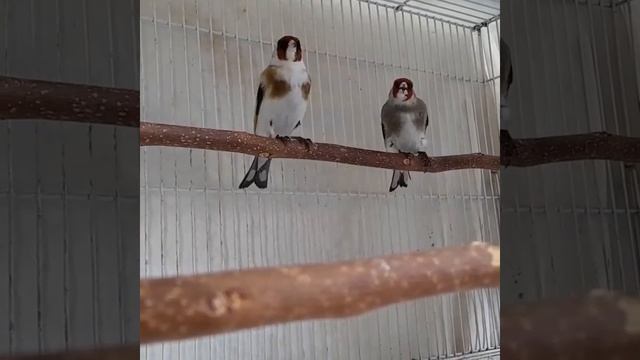 щегол белобородые смотреть онлайн