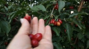 УРОЖАЙНЫЕ СОРТА КИЗИЛА  "СЕМЁН " И  "НЕЖНЫЙ". ЧАСТЬ 1