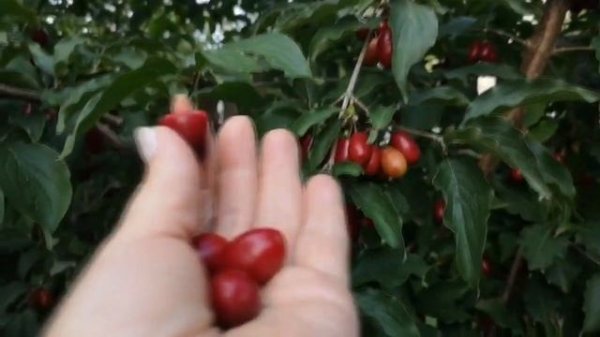 УРОЖАЙНЫЕ СОРТА КИЗИЛА "СЕМЁН " И "НЕЖНЫЙ". ЧАСТЬ 1