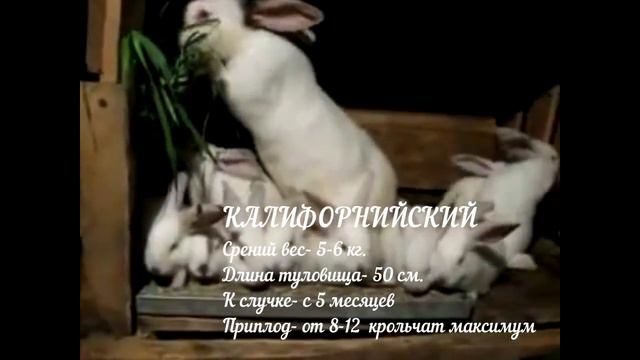разведение кроликов