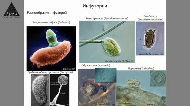 Лекция Ильи Удалова "Так ли просты простейшие?" смотреть онлайн