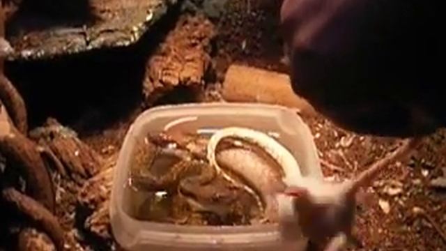 www.MyReptile.ru_Трапеза сетчатого питона под водой. смотреть онлайн