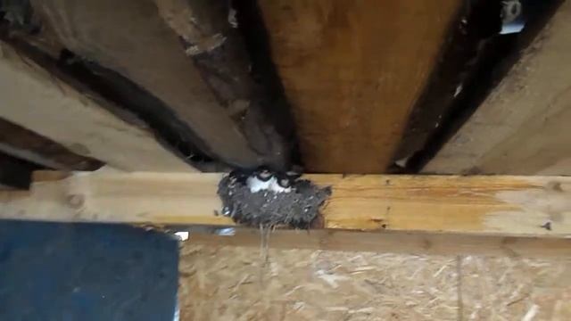 Гнездо Ласточек... смотреть онлайн