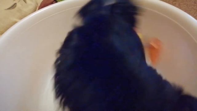 Забавный щенок йоркширского терьера