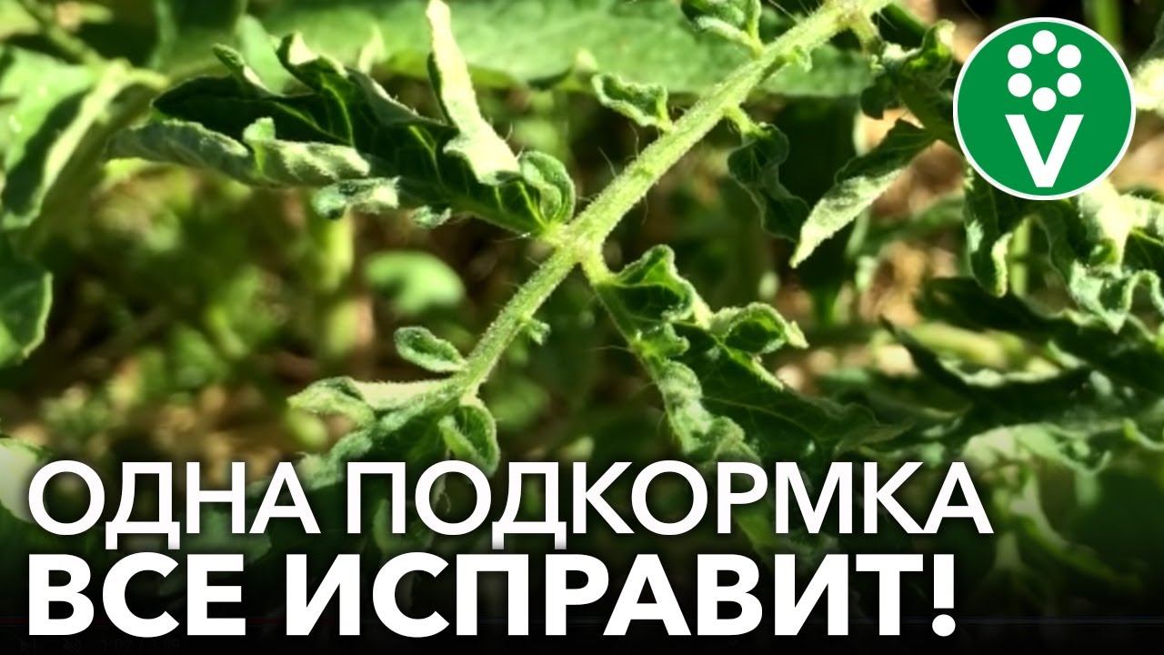 СКРУЧИВАЮТСЯ ЛИСТЬЯ У ТОМАТОВ? Помогите им быстро и эффективно! смотреть онлайн