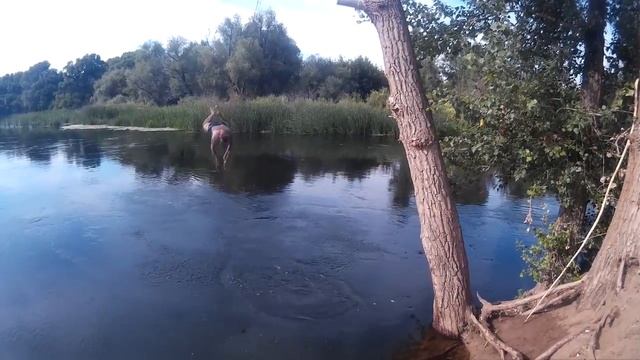 Весело сходили на Урал/Прыжки с моста. смотреть онлайн