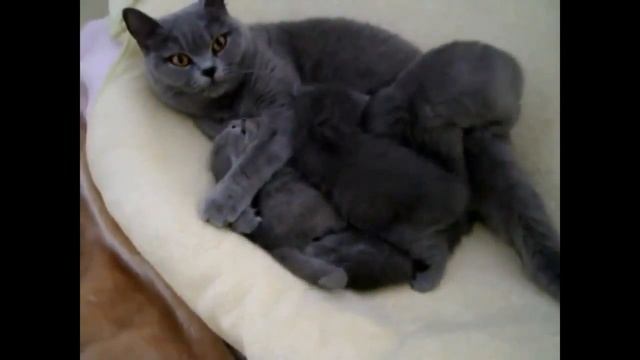 КОШКА ИГРАЕТ С КОТЯТАМИ