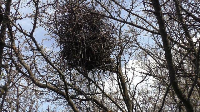 Сорока 160503 1 на ферме зумм в конце смотреть онлайн