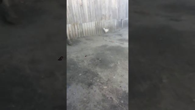 Нашли ежа в селе смотреть онлайн