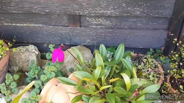 Орхидеи цветущие  конце мая. Дендробиум, Фаленопсис, Энциклия, Масдеваллия, Эпидендрум.