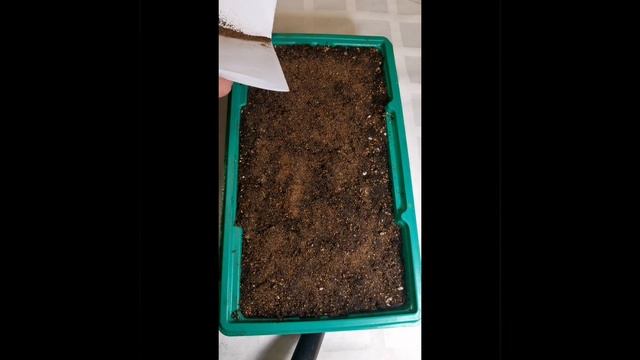 Молодило из семян. Размножение Sempervivum семенами.