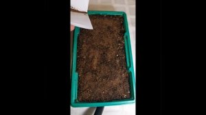 Молодило из семян. Размножение sempervivum семенами.