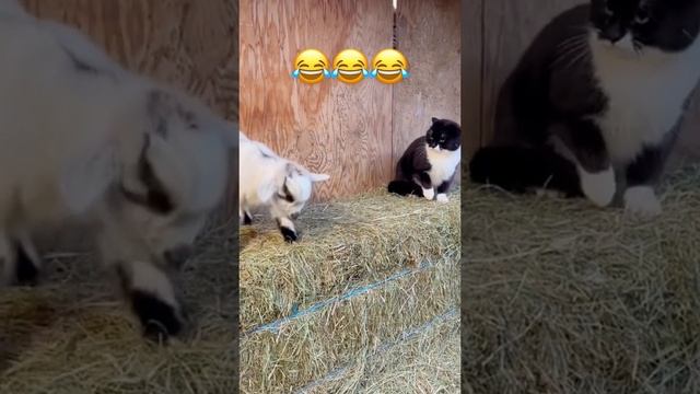 КОТАМ СТРАШНО?????