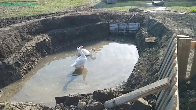 Набираем воду в пруд, гуси смотрят. Цыплятки спят в чашках как пончики! Фома не отходит от Фимочки смотреть онлайн
