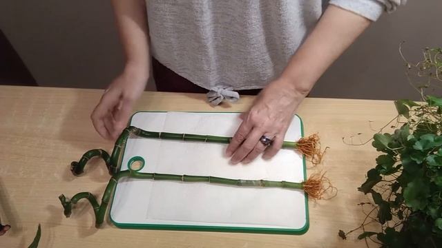 ОМОЛОЖЕНИЕ КОМНАТНОГО БАМБУКА