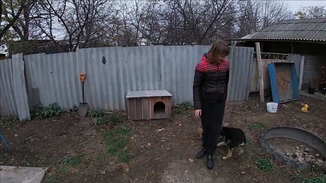 Сделали будку собакам, и...
