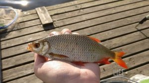 Плотва летом! Основные правила ловли!