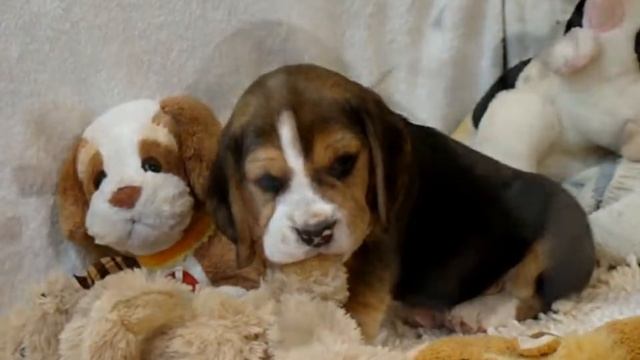 1 месяц щенкам бигля из помета I' смотреть онлайн