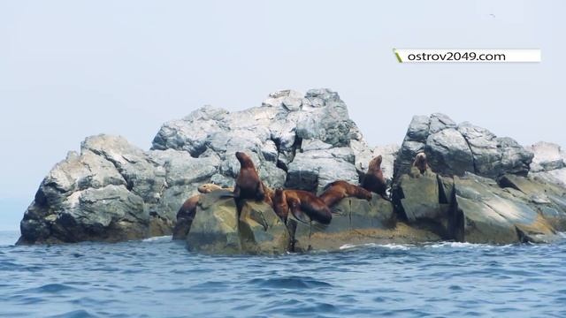 День 12: Кекуры 5 пальцев и лежбище котиков / Приморье 2018 / Залив Петра Великого смотреть онлайн