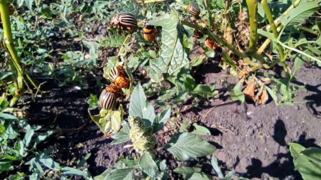 КОЛОРАДСКИЙ ЖУК ЕСТ КАРТОШКУ. КОЛОРАДСКИЙ ЖУК НА КАРТОФЕЛЕ. КАКИЕ ЖЕ ОНИ ВСЕ ТАКИ КРАСИВЫЕ ПОЛОСАТЫ смотреть онлайн