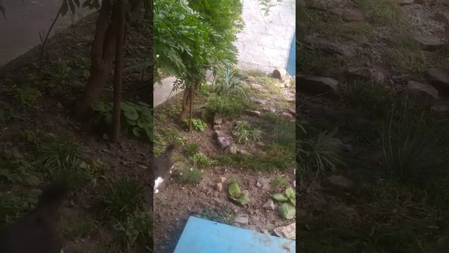 ось для чого збирали кору смотреть онлайн