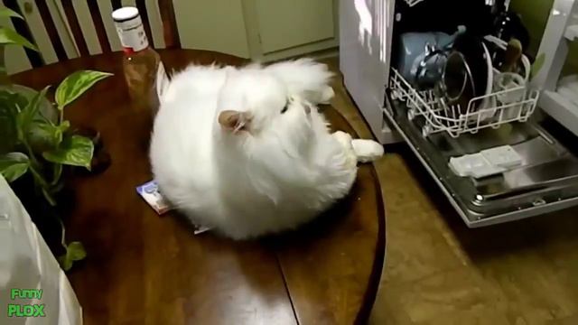 самые новые и смешные ролики про животных 1 смотреть онлайн