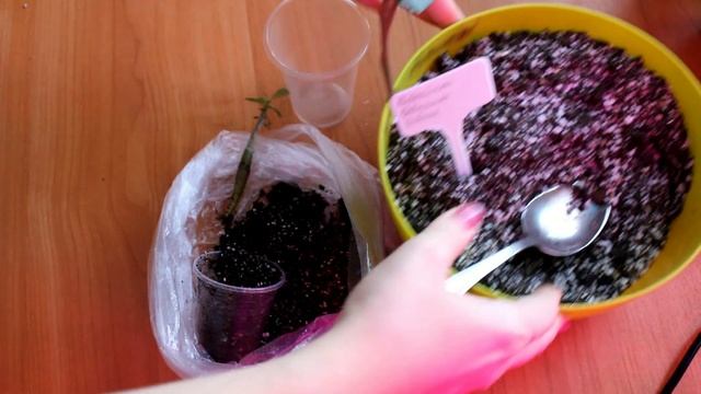 Посадка сеянцев адениума на фитильный полив смотреть онлайн