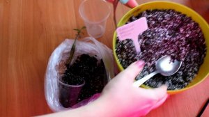 Посадка сеянцев адениума на фитильный полив