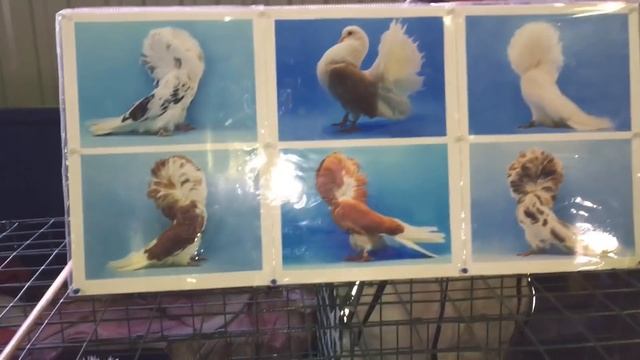 Весенняя съездная ярмарка голубей на Птичьем рынке 24-25 февраля 2018 года г.Москва смотреть онлайн