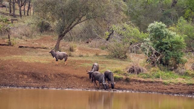 4K Wild Animals: Lion, elephants... - Scenic Wildlife Film With Calming Music смотреть онлайн