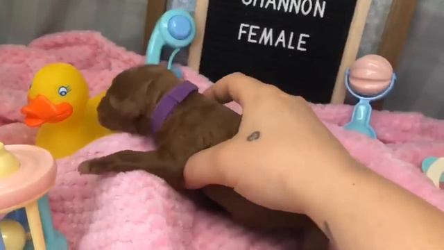 Shannon Purple смотреть онлайн