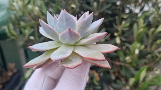 Echeveria Blue Bird смотреть онлайн
