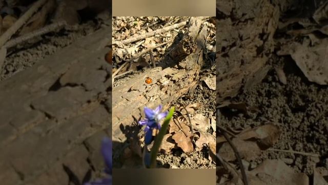заканский лес.река Асса смотреть онлайн