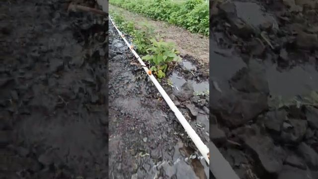 полив для малины из полипропиленовой трубы.