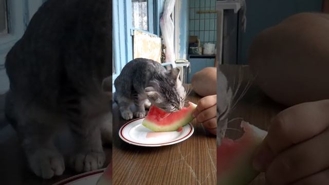 Котик кушает арбуз смотреть онлайн