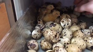 Ошибки инкубации или вывод перепелов на 19 сутки