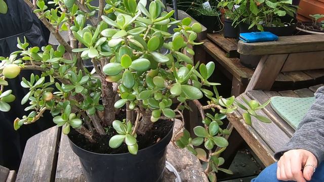 #55 Propagating Jade смотреть онлайн