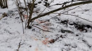 Охота на волка. Волк задавил  собаку на охоте, как это было....