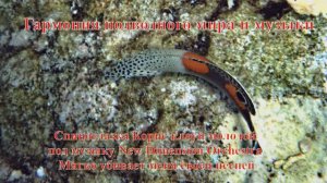 20. Спиноглазка Корис клоун молодой под музыку New Dimension Мягко убивает меня своей песней