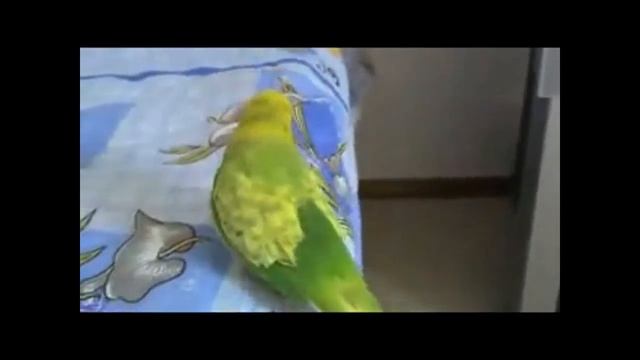 Армянский говорящий попугай \ Тарон джан смотреть онлайн