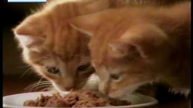 ΔΙΑΦΗΜΙΣΗ WHISKAS 1997