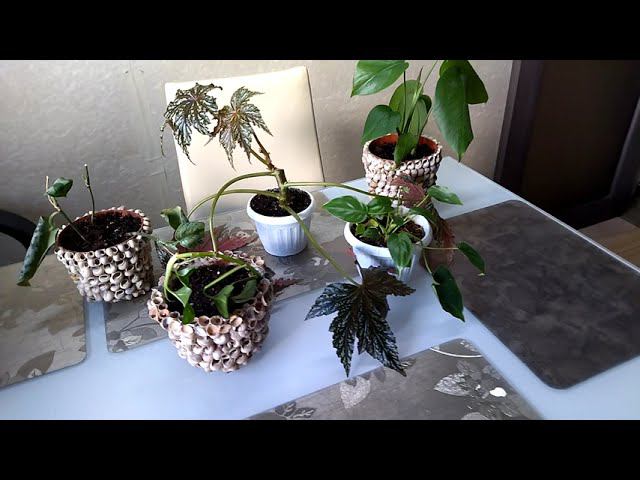 Комнатные растения. Цветы в подарок. смотреть онлайн