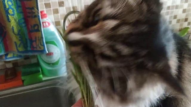 В условиях карантина переходим на подножный корм смотреть онлайн