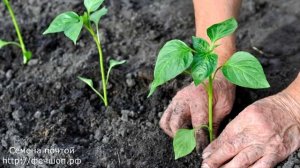 Когда посадить перец для теплицы и открытого грунт