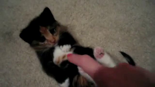 Милый котенок! смотреть онлайн