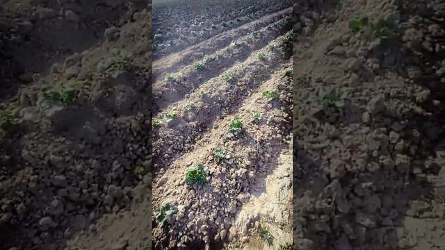 клубника после обработки #клубника #клубникабомба смотреть онлайн