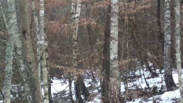Робота собак по кунице. Зимой февраль 2019 (видео из архива) смотреть онлайн