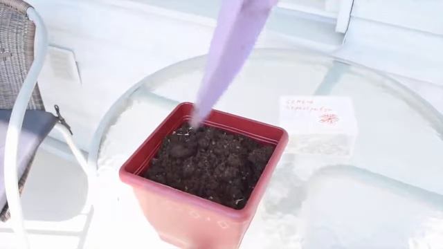 ?Бархатцы, выращивание из семян.?Как посадить бархатцы?NOVA☑️ смотреть онлайн