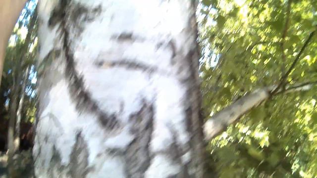 Притравка собак на кабана,кабан загнал меня на дерево!!! смотреть онлайн