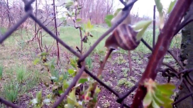 весна, черви, улитки начинает всё цвести смотреть онлайн